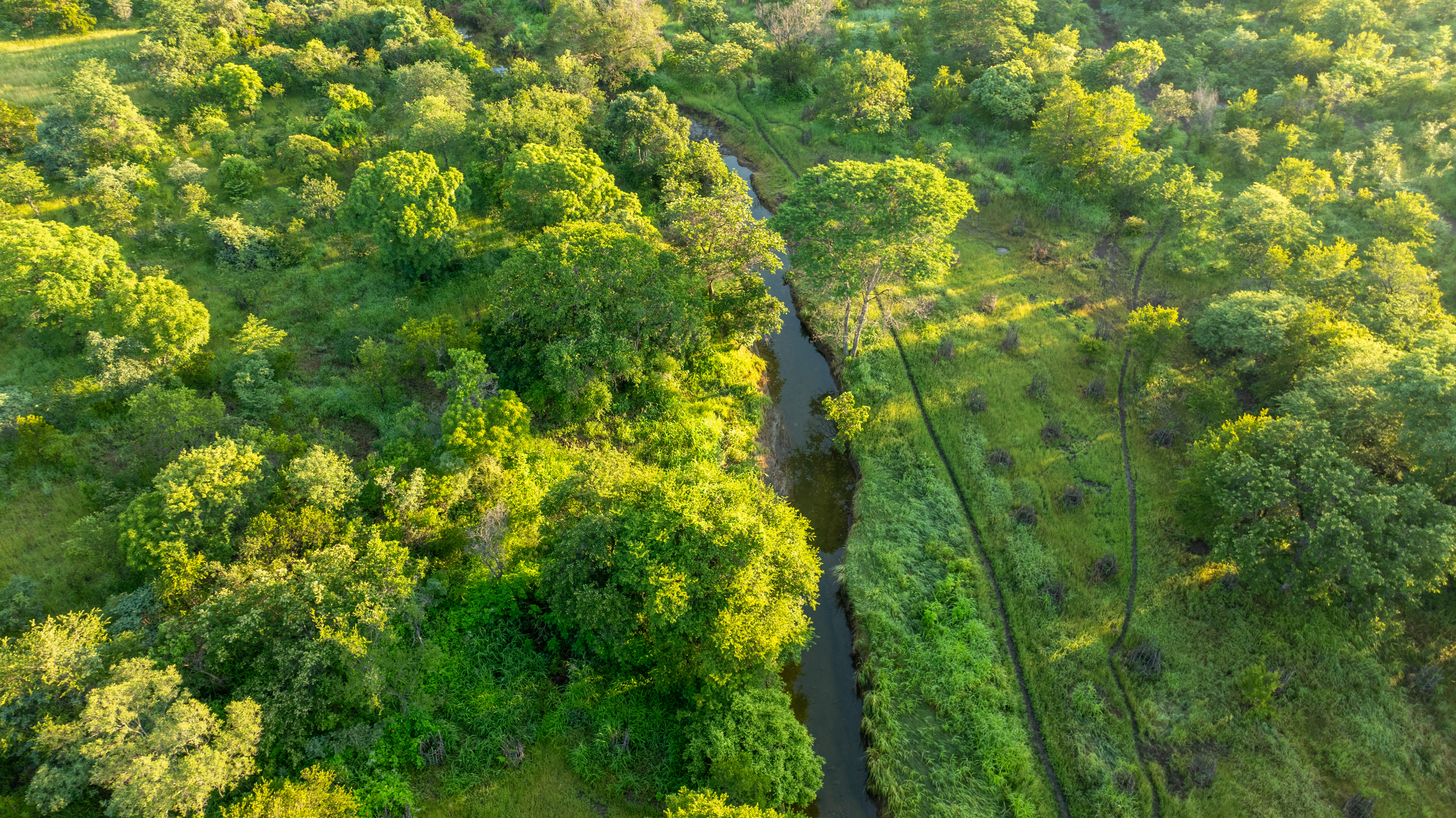 Aerial safari photography Africa