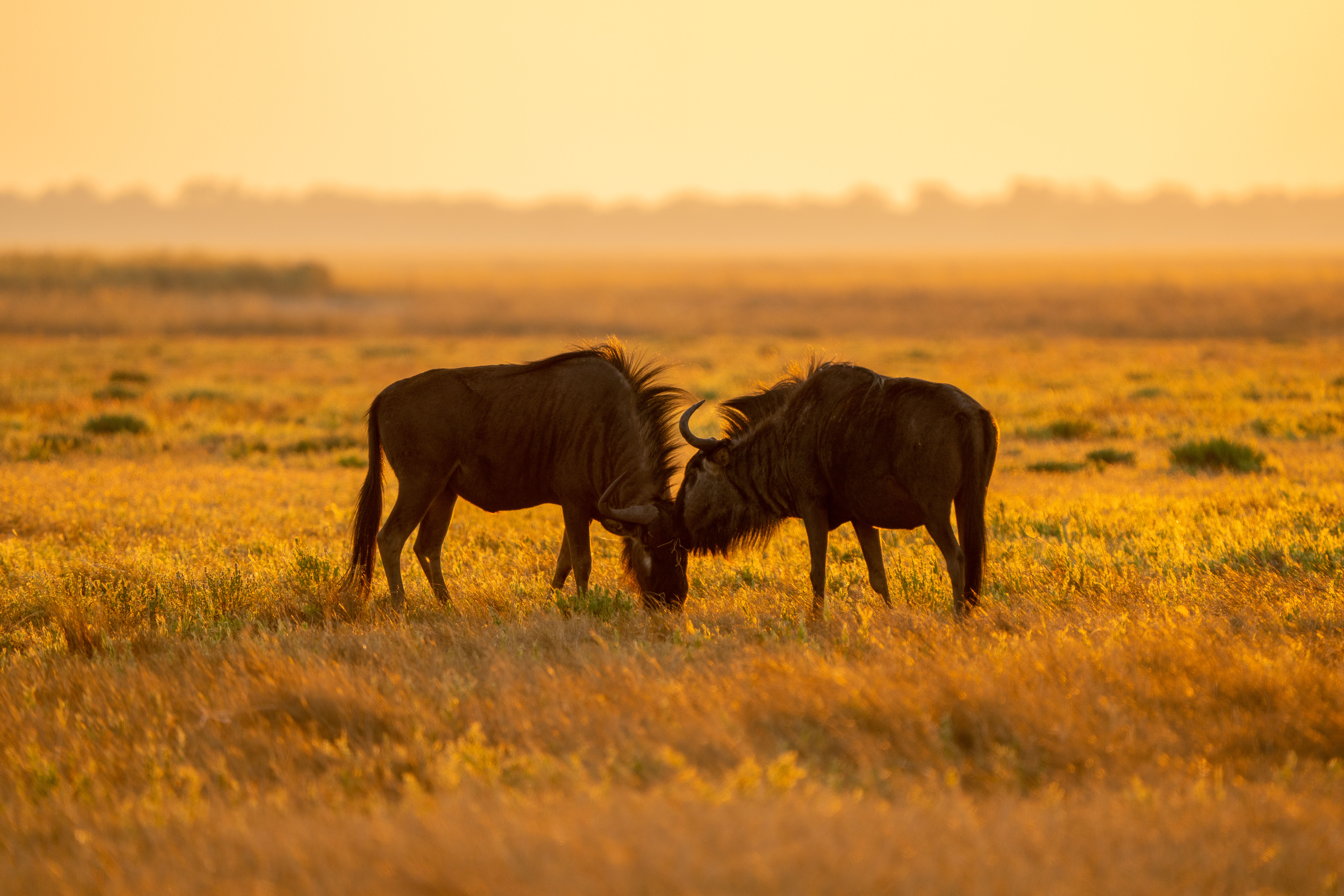 Safari experiences with Katemba Luke