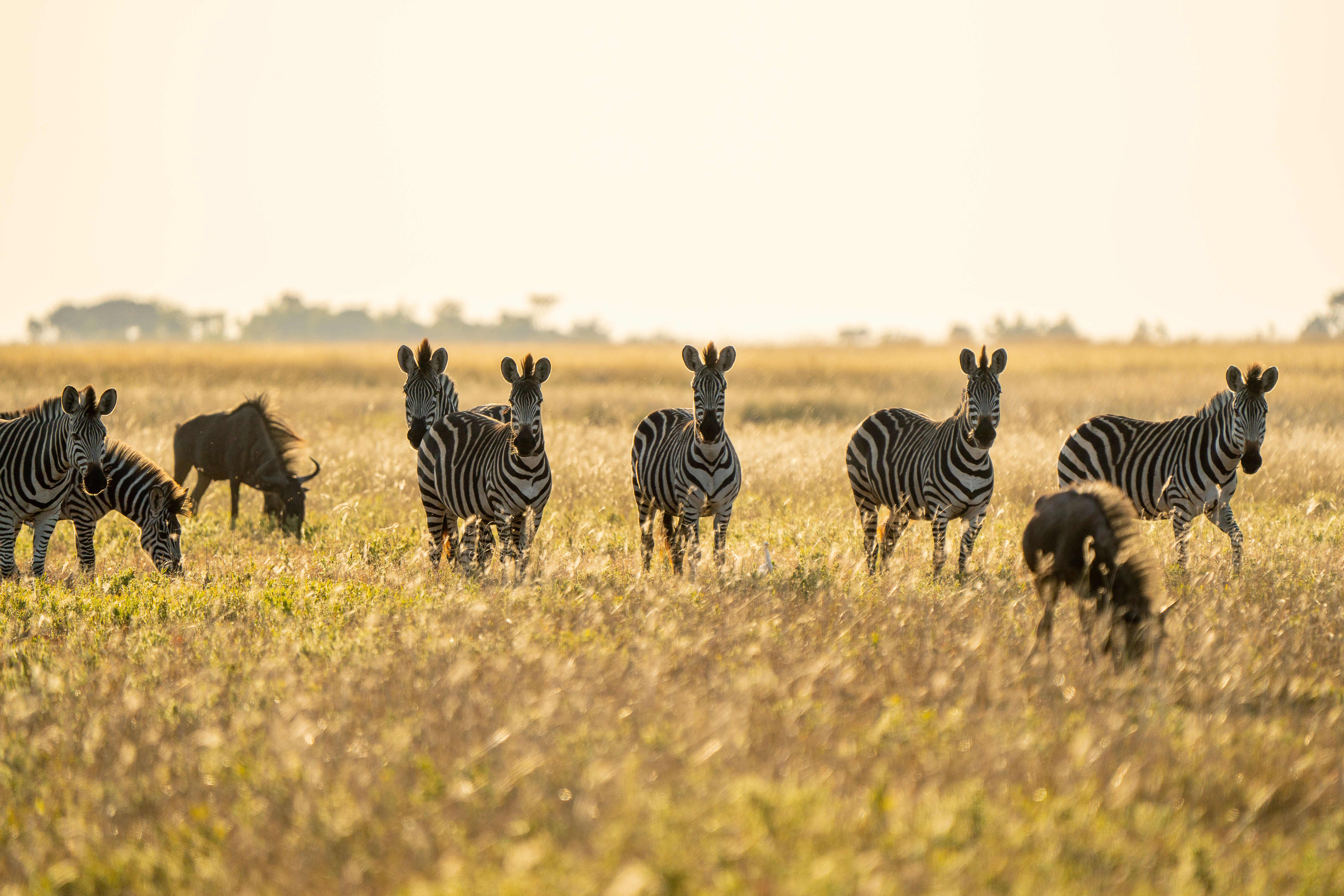 Conservation storytelling in Africa