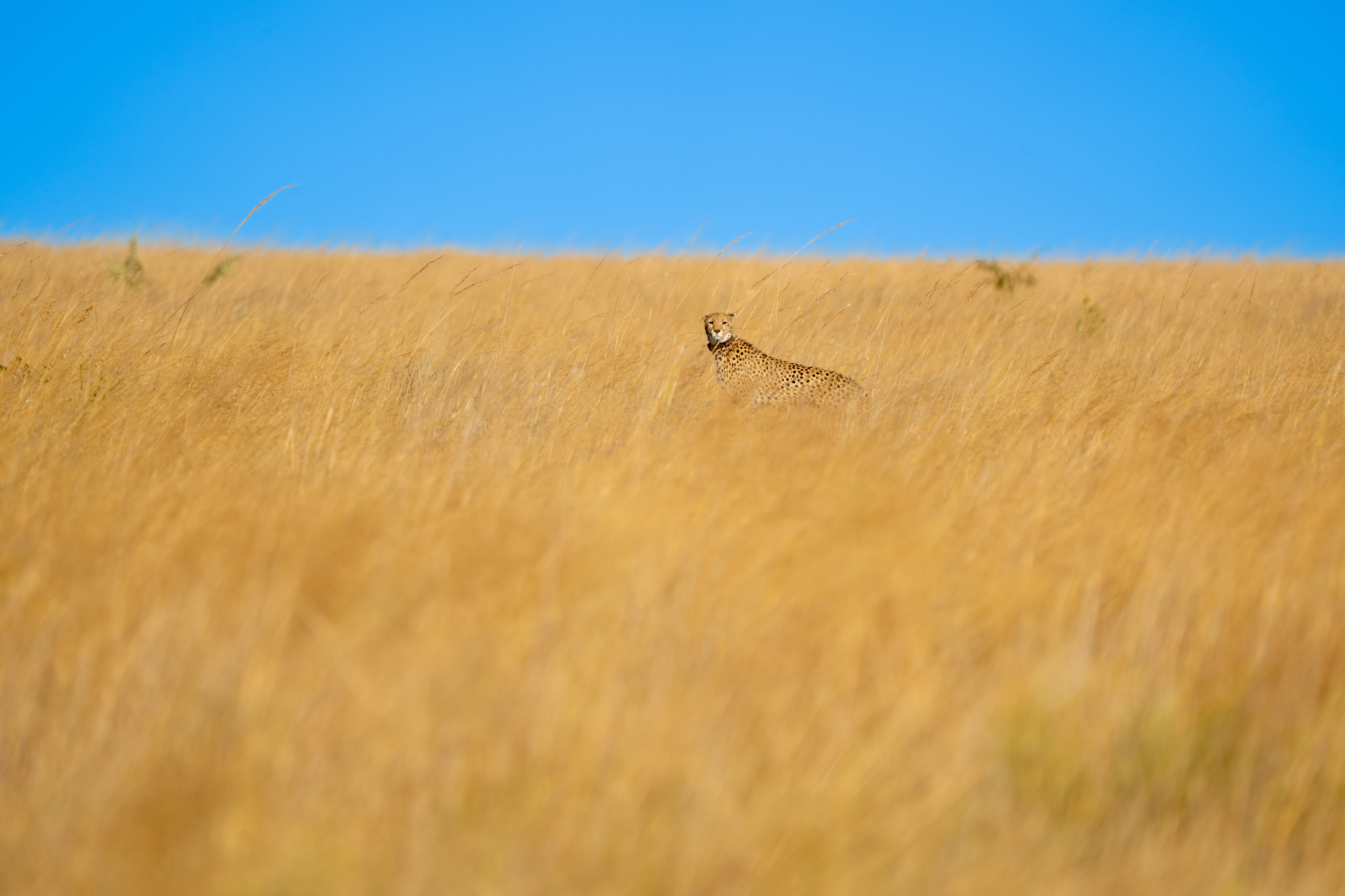 Wildlife conservation photography Zambia