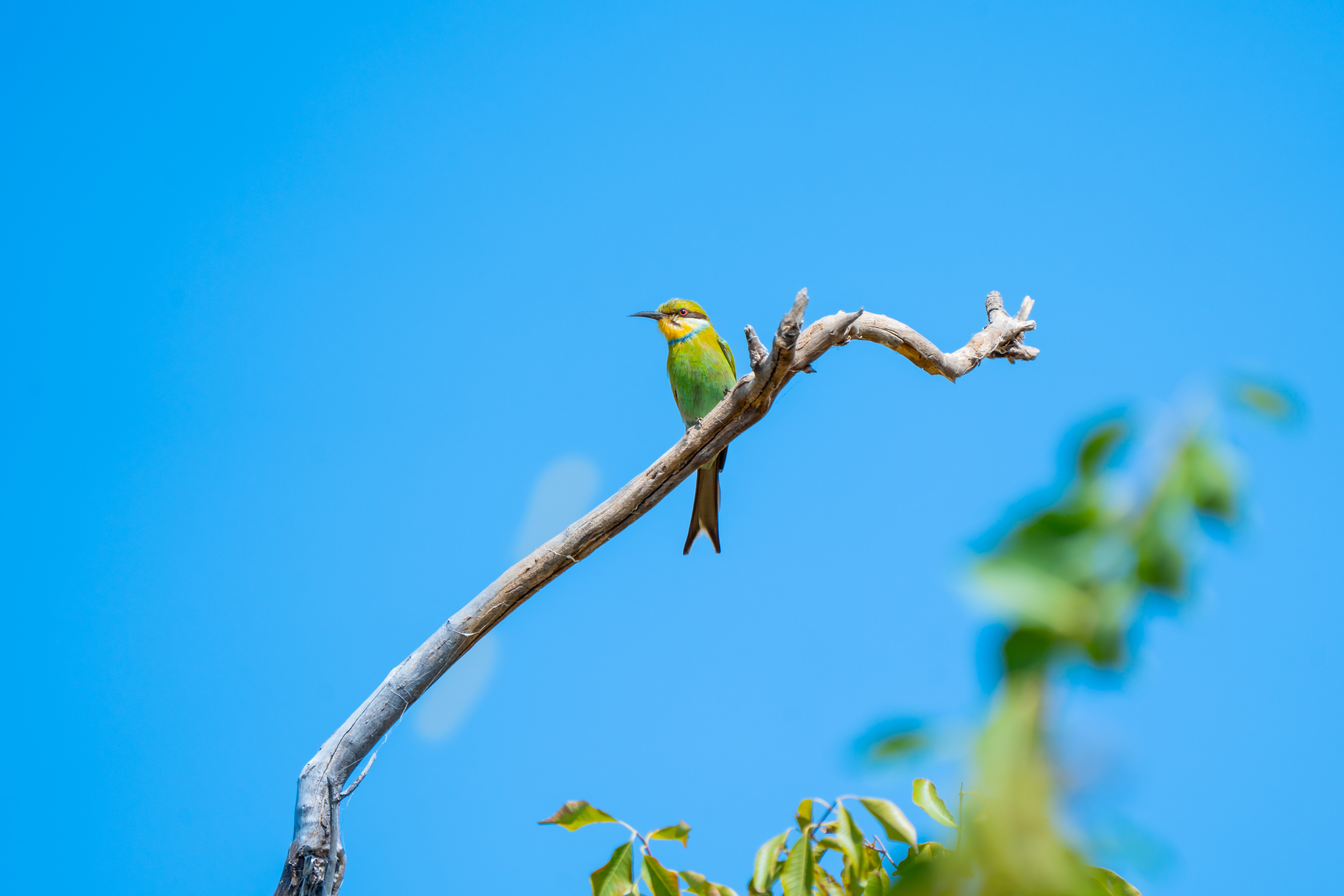 Conservation Photography by Katemba Luke